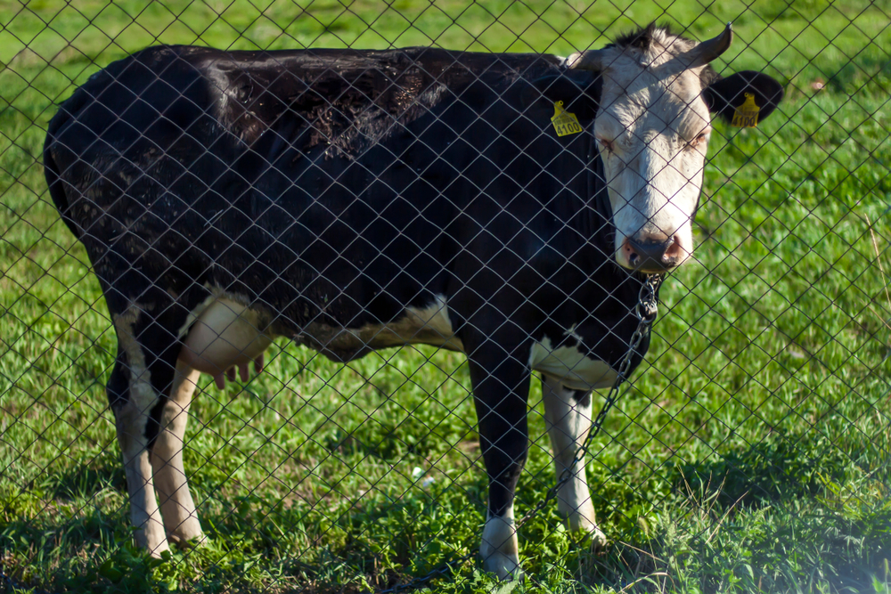breeding mesh - cattle